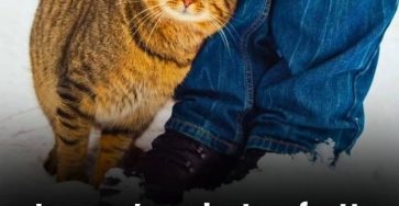 526040432 1062099002697800 762308108437539373 n