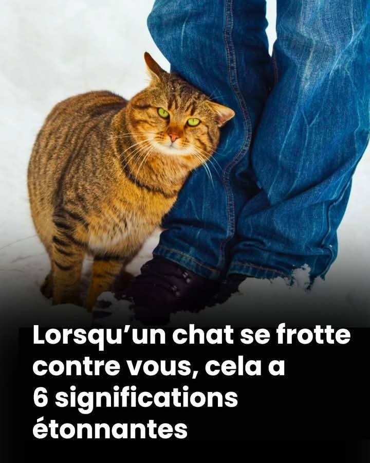 526040432 1062099002697800 762308108437539373 n