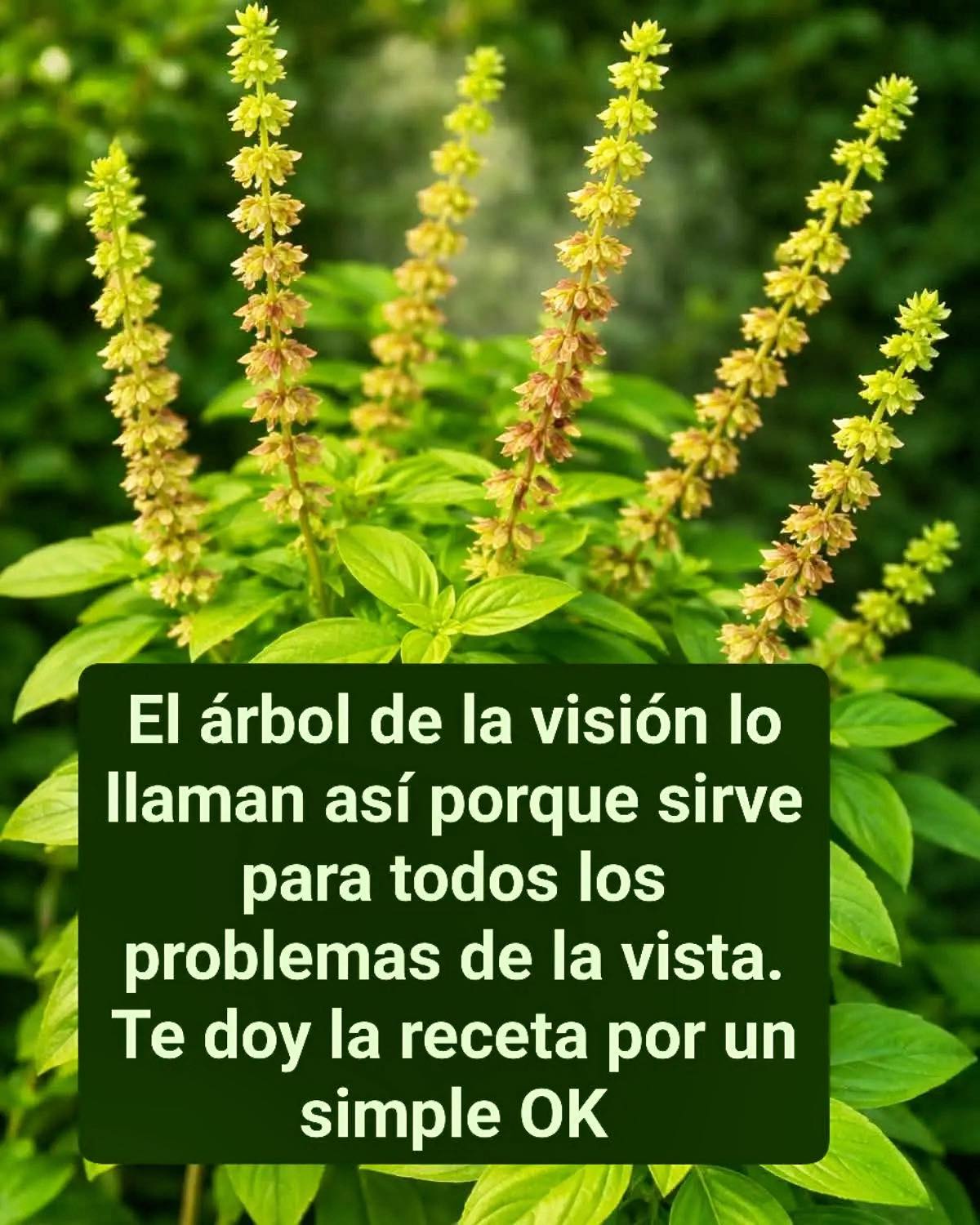 641373130 1483646466655391 4924749614597615204 n