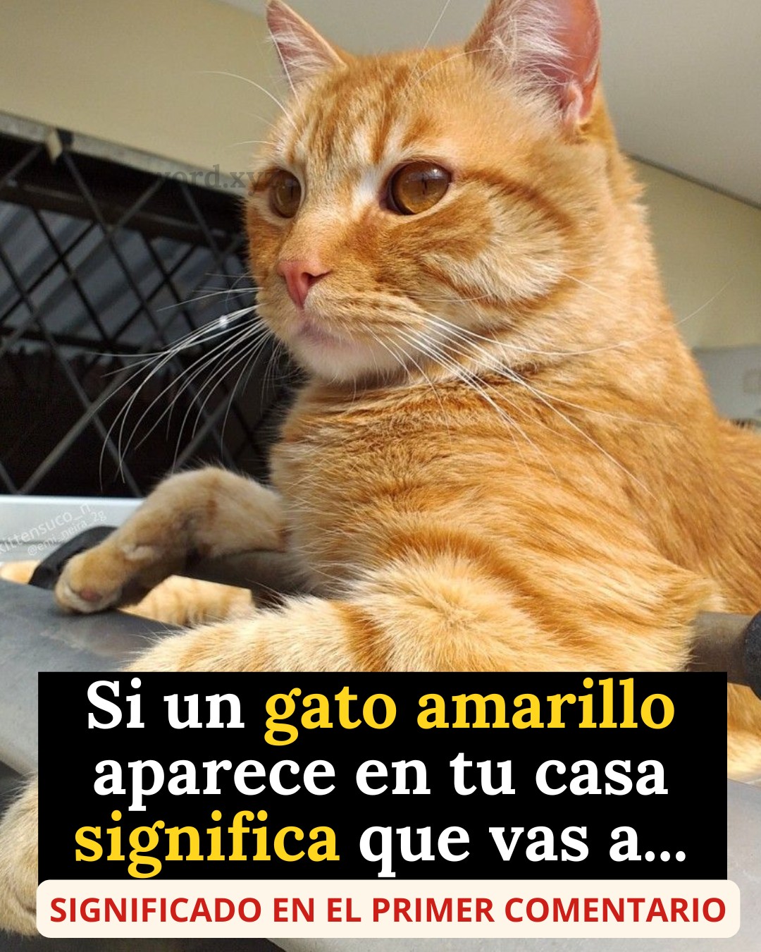 642849354 1476397944055743 2597881106577360690 n