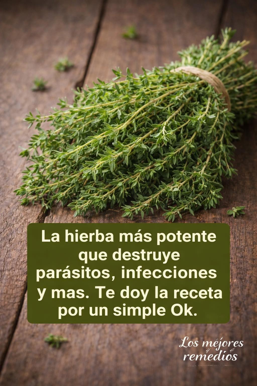 642358664 1488272986192739 6032676145251506219 n