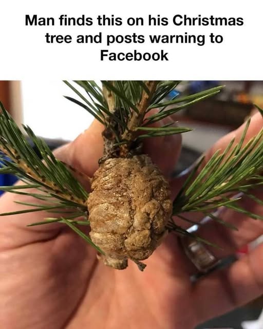 648140308 831995063244783 8592493251002081109 n