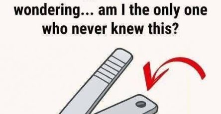 649134156 122178429236791252 7280394456919961558 n