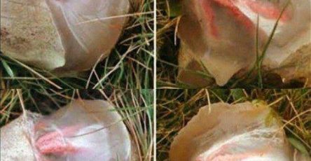 651208916 1768617077456555 8849010788575114975 n