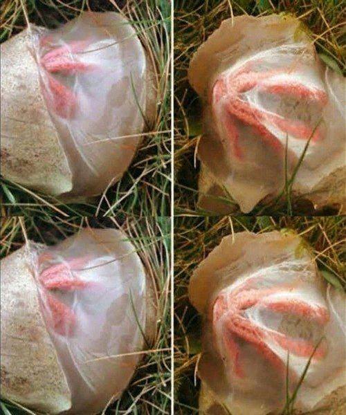 651208916 1768617077456555 8849010788575114975 n