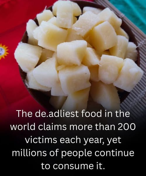 651694520 122095211270982906 3406896838242856176 n