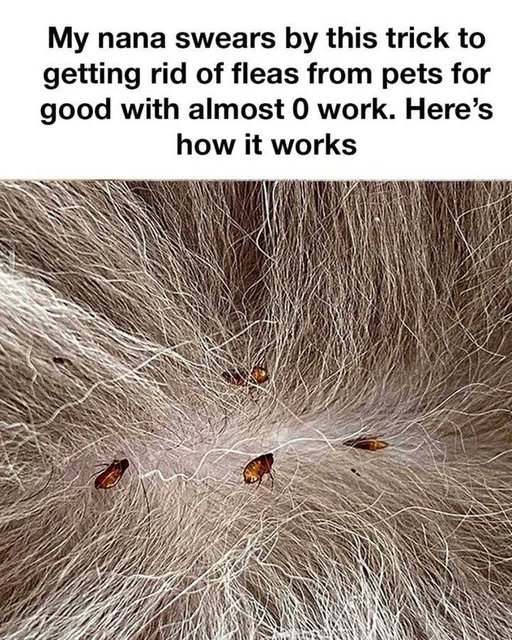 651792190 122105017845288464 7357559806775735368 n