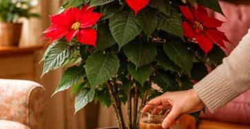 652902831 1575182303556465 5061671641142356814 n