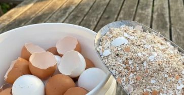 653706843 4266856793562898 6573768258467427166 n