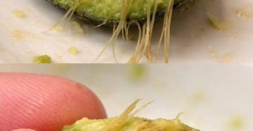 654233190 2029103144655828 4282714030971198445 n