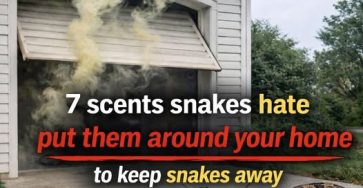 655699215 2304217360068242 246260540052973366 n