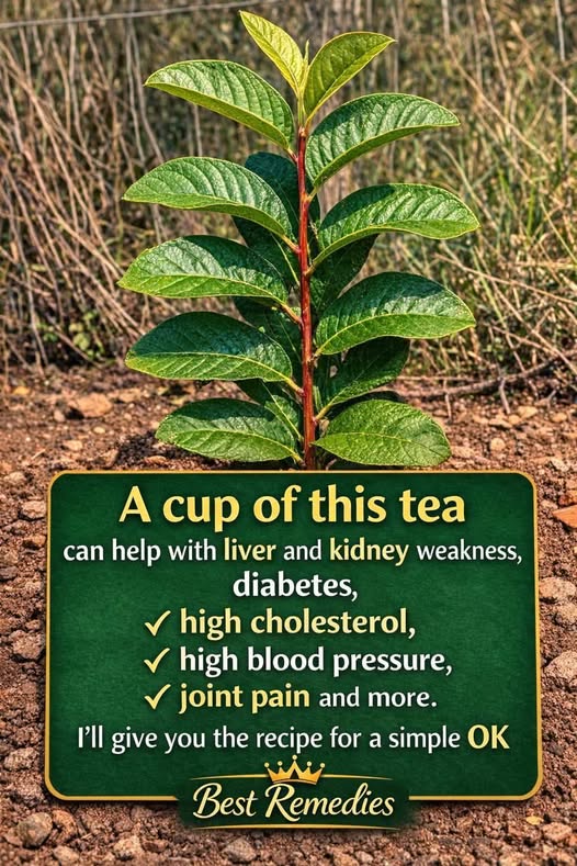 656050738 2392555921222942 6317977233408605799 n