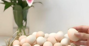 656523619 1692807172141213 8486284552662758026 n