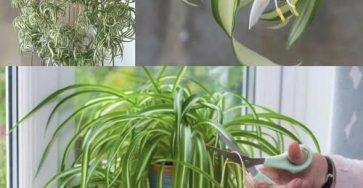 657345403 1672451203884067 2145311863522659173 n