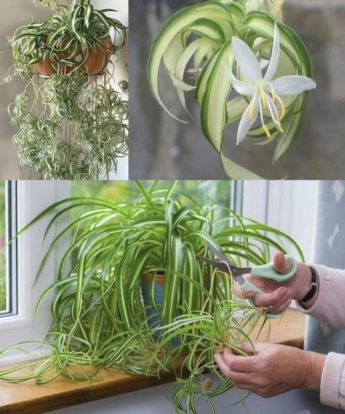 657345403 1672451203884067 2145311863522659173 n