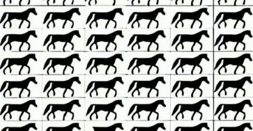 658167786 1692889468799650 2243722236414466776 n