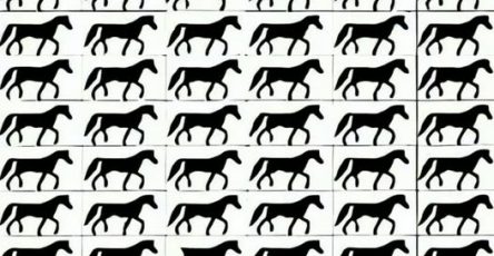 658167786 1692889468799650 2243722236414466776 n