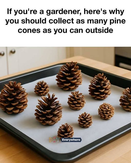 658768717 2786001255077839 3040123574206851863 n