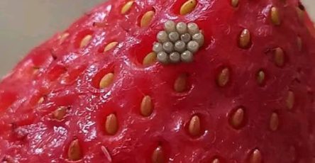 658916456 1373680561464684 6380307592238739694 n