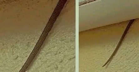 659079060 1374586774707396 8804401315574934384 n