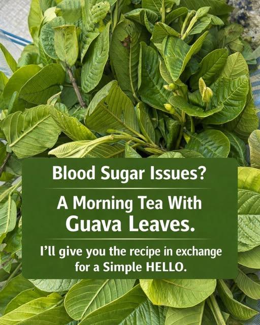 659109428 1692870802134850 6263999010955337556 n