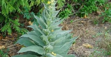 659919279 1684362415922868 656515790543383464 n