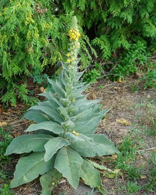 659919279 1684362415922868 656515790543383464 n