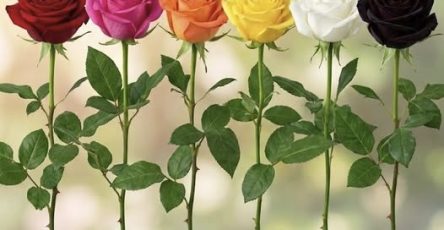 661070552 122095017590778090 3252184649534471655 n