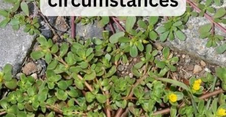 662503885 924709763609821 7864692237274120006 n