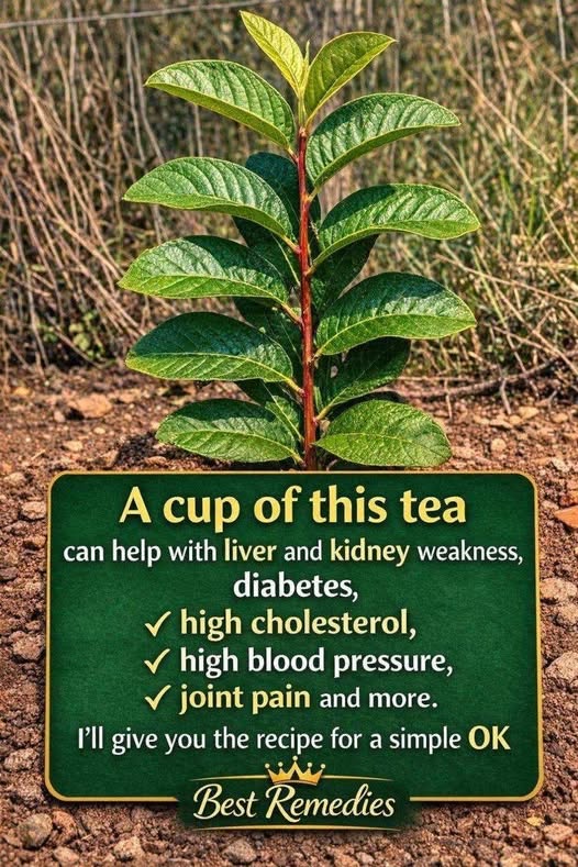 663103546 122097564236778090 4895045855062422906 n