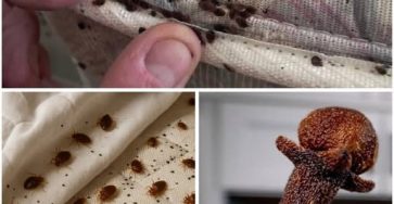 665964617 122256329036181557 3756270812263660306 n