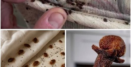 665964617 122256329036181557 3756270812263660306 n