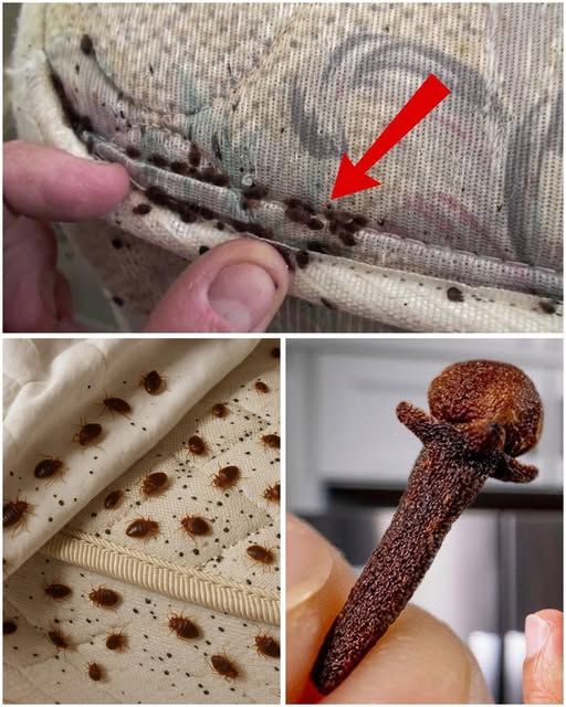 665964617 122256329036181557 3756270812263660306 n