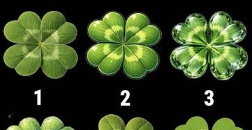 669291330 2406480743163793 8267660509828235943 n