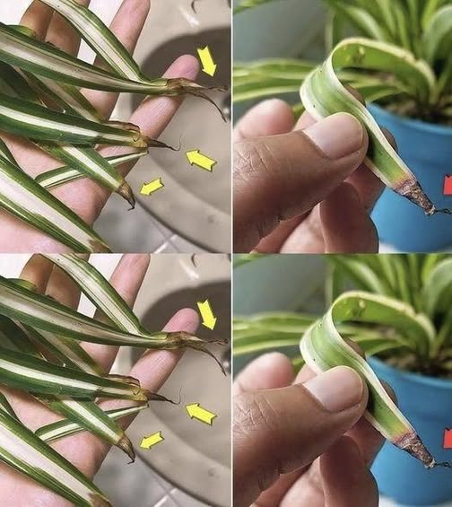 671500090 122103562790789064 2973792871209243728 n