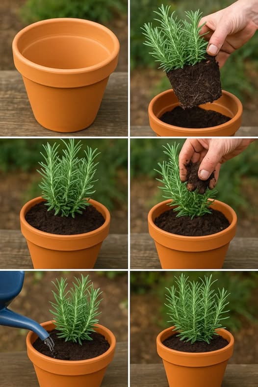 673724466 122103567260789064 8346750996488141828 n